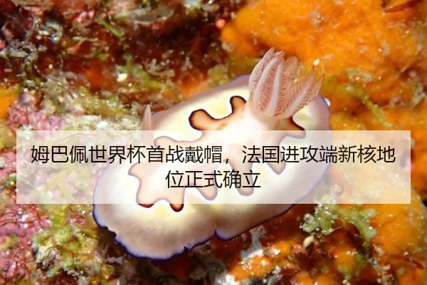 mu-ba-pei-shi-jie-bei-shou-zhan-dai-mao-fa-guo-jin-gong-duan-xin-he-di-wei-zheng-shi-que-li-2-908.jpg